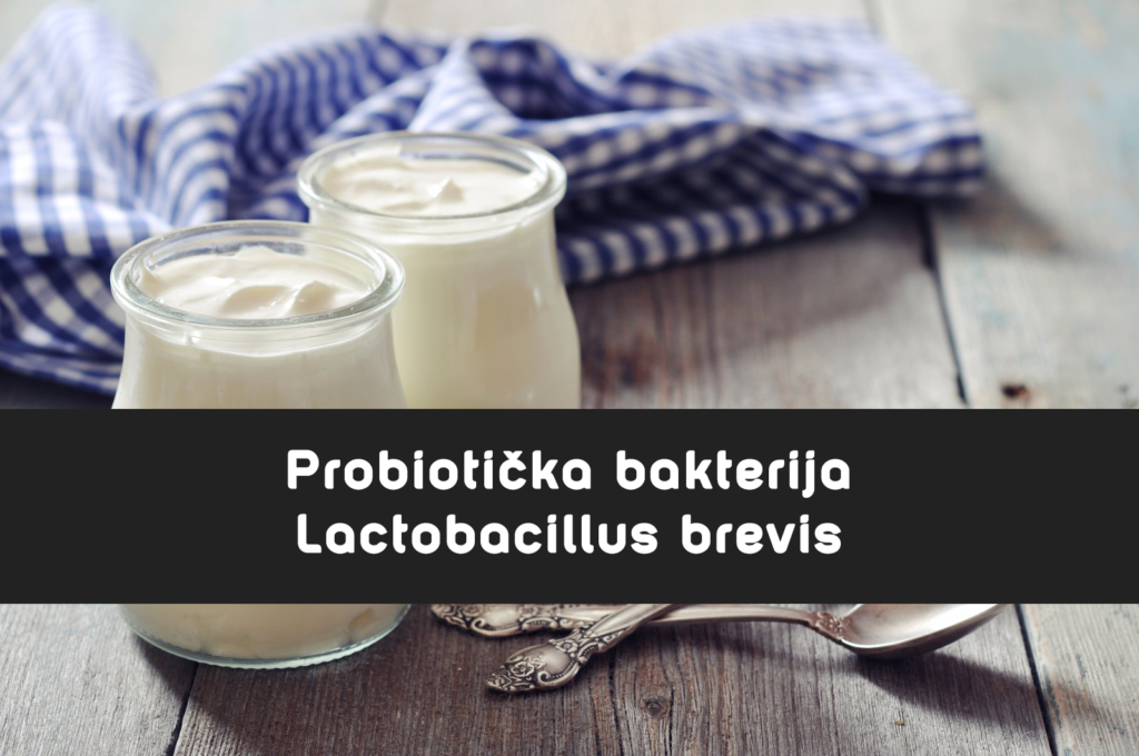 Lactobacilus brevis