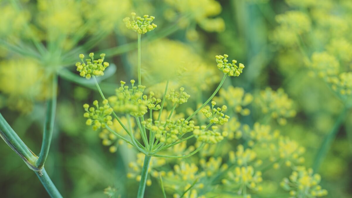 Komorač (lat. Foeniculum vulgare Mill.) » Vision Classic d.o.o.